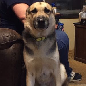 Meet your Posher, Shelly